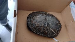 Inundanción en Lomas: apareció una tortuga acuática en un complejo de departamentos.