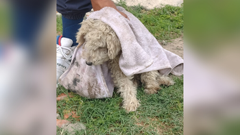 Lomas: operativo de rescate de un perro que cayó a un arroyo