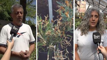 Jardinería complicada en tiempos de sequía: los viveros de la región ahora venden más cactus