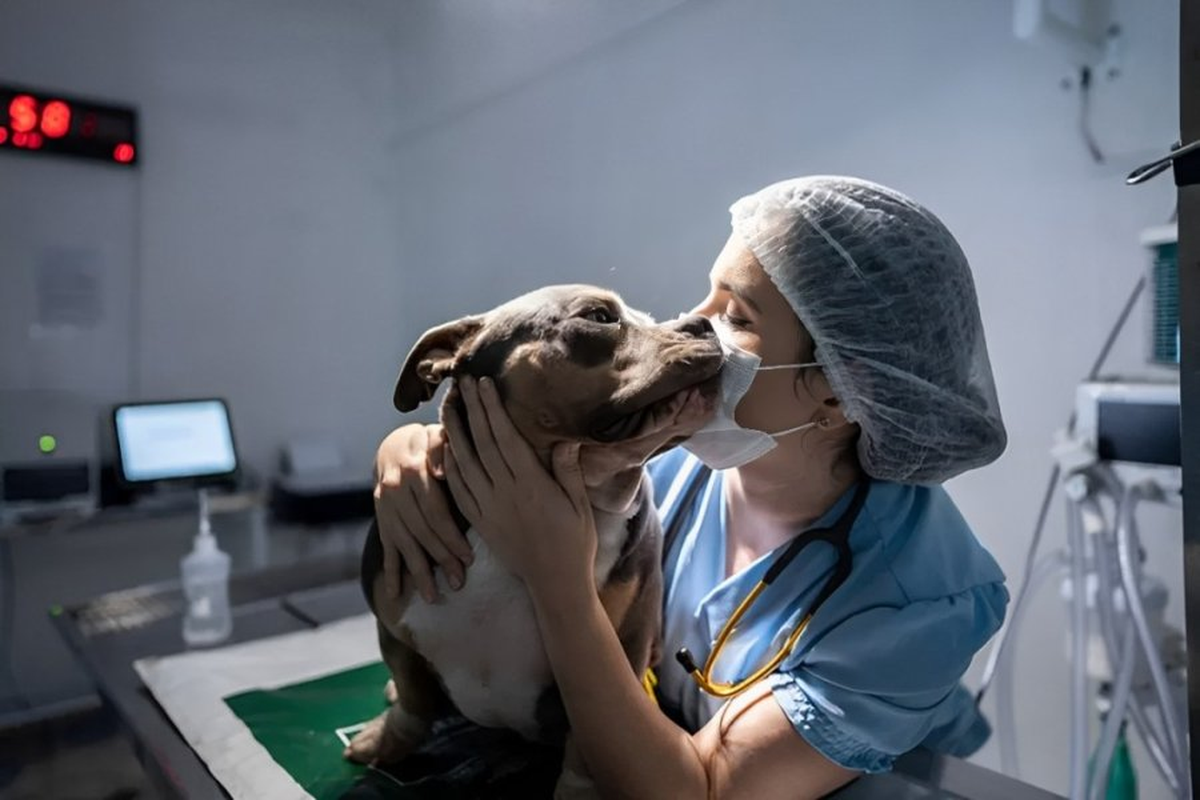 Los veterinarios trabajan en la salud de los animales. 