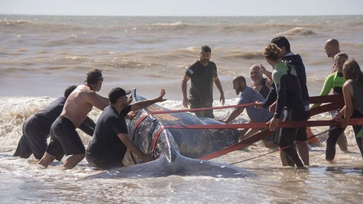Emocionante rescate a una ballena encallada en Villa Gesell