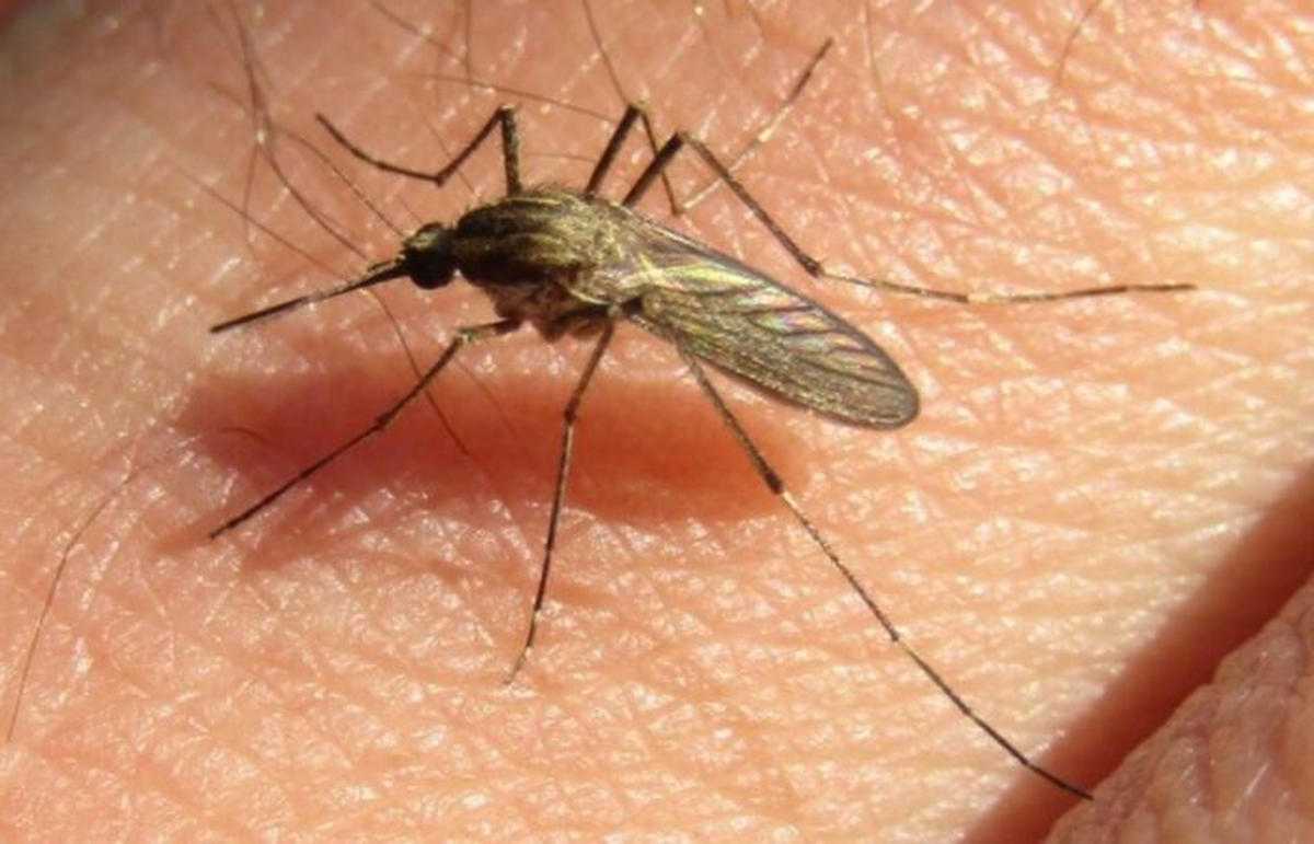 Los mosquitos continuarían hasta que baje considerablemente la temperatura. Los mosquitos continuarían hasta que baje considerablemente la temperatura.