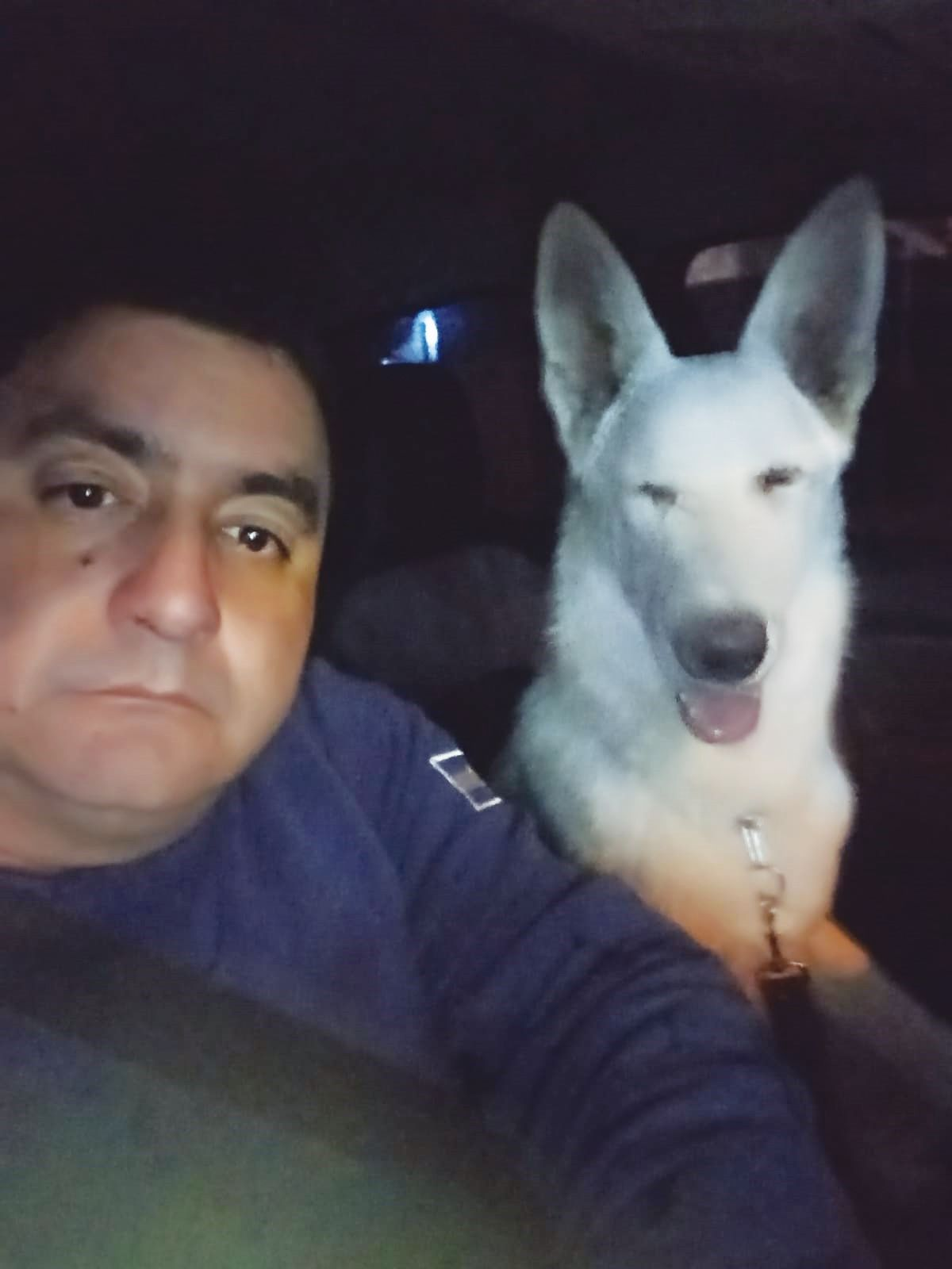 Lobo es un pastor suizo de un año y medio.