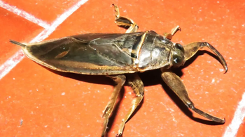 Invasión de insectos en San Vicente: de qué se trata el fenómeno