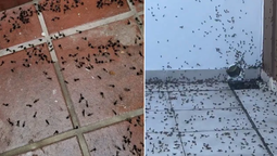 invasion de hormigas voladoras en el conurbano: la explicacion de un especialista