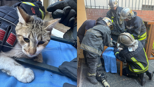 Los Bomberos Voluntarios de Lomas rescataron a un gato atrapado en una reja