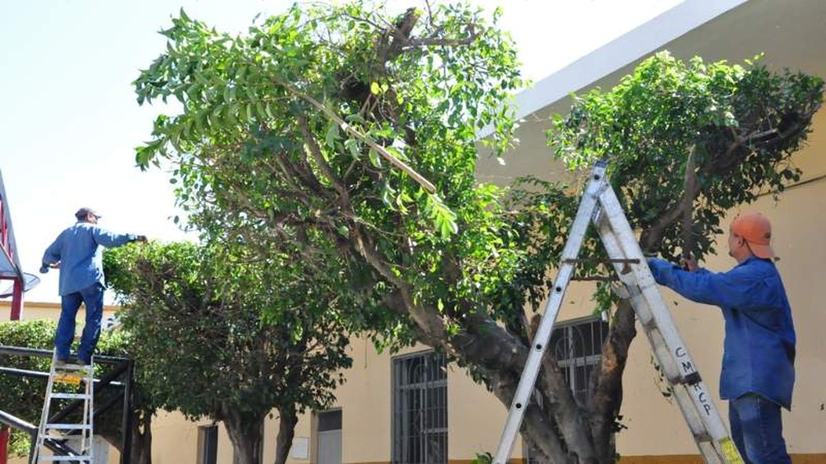 Arranca la temporada de poda de árboles