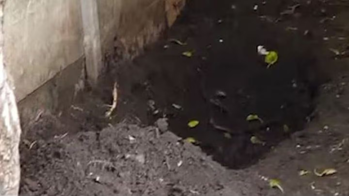 El cuerpo de la mujer estaba enterrada en el patio de la vivienda.