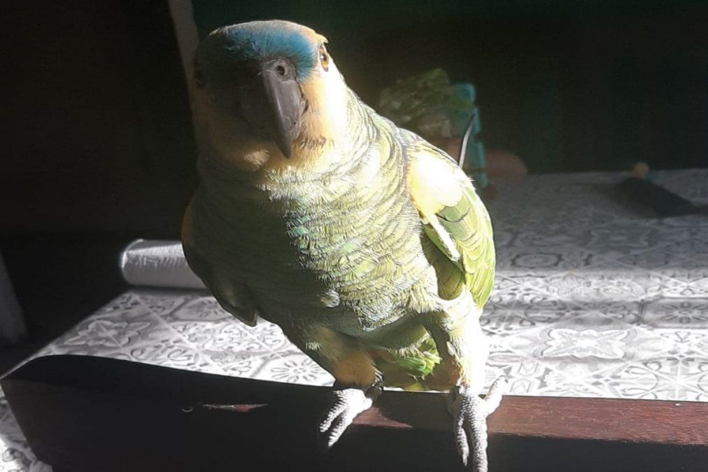 El loro buscado en el comedor de su familia. 