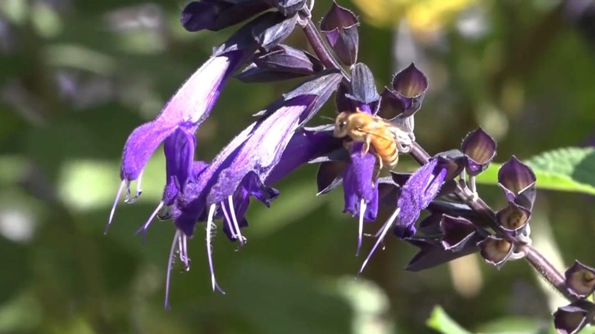 Intensa de abejas en Monte Grande: la explicación de los expertos