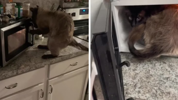 Un gato está obsesionado con abrir la puerta de un microondas y se volvió viral