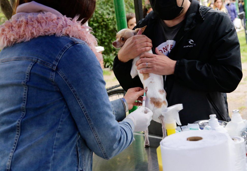 Zoonosis Lomas de Zamora brindará atención gratuita a mascotas.