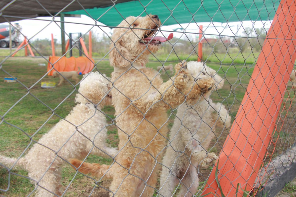 Más de 40 perros del criadero clandestino de Adrogué se recuperan en Monte Grande.