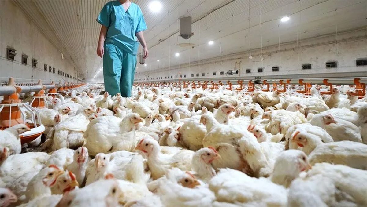 Gripe aviar: la provincia volvió a emitir recomendaciones