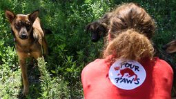 monte grande recibe a una referente internacional en bienestar animal
