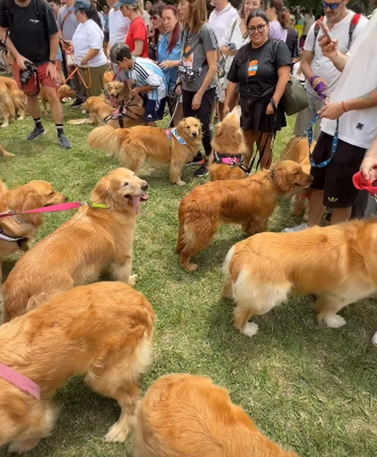La convocatoria fue impulsada por Fausto Duperré, creador del Dog Day. La convocatoria fue impulsada por Fausto Duperré, creador del Dog Day.