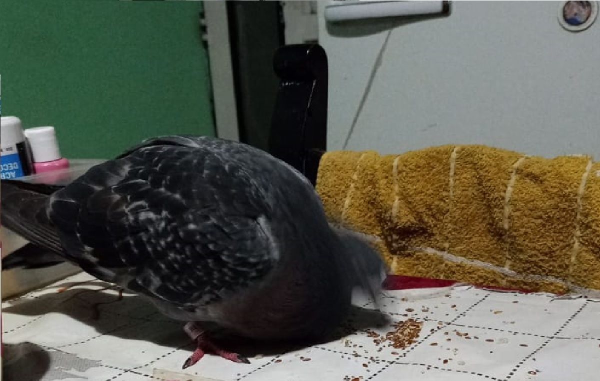 Una paloma mensajera cayó en una casa de Monte Grande y buscan dar con el dueño