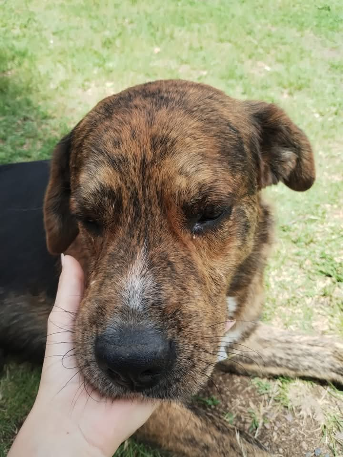 El perro era cuidado por varios vecinos de Monte Grande.