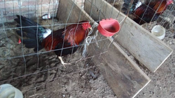 organizaban rinas de gallos en ezeiza: allanamientos y detenidos