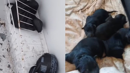 ezeiza: rescataron cuatro perros que estaban encerrados en un freezer 