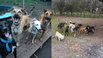 Refugio de animales de Monte Grande pide ayuda: No tengo para darle de comer a los perros