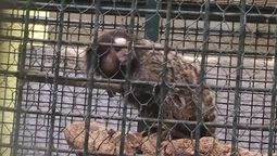 lanus: detuvieron a un vecino que vendia monos por facebook y los entregaba en la estacion