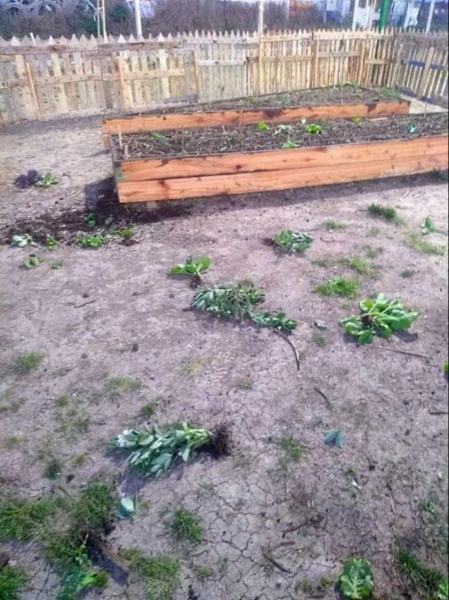 Las verduras de la huerta del parque fueron arrancadas y desparramadas. El Municipio de Lomas de Zamora denunció el hecho.