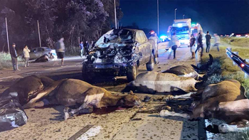 Accidente con caballos sueltos en la Ruta 6: una mujer murió y tres autos chocaron