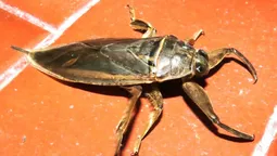 invasion de insectos en san vicente: de que se trata el fenomeno