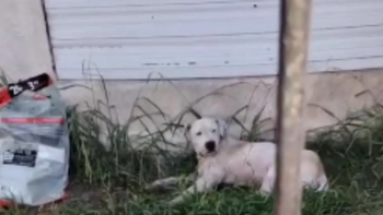 Personal de Zoonosis de Lomas rescató a un perro maltratado en Temperley