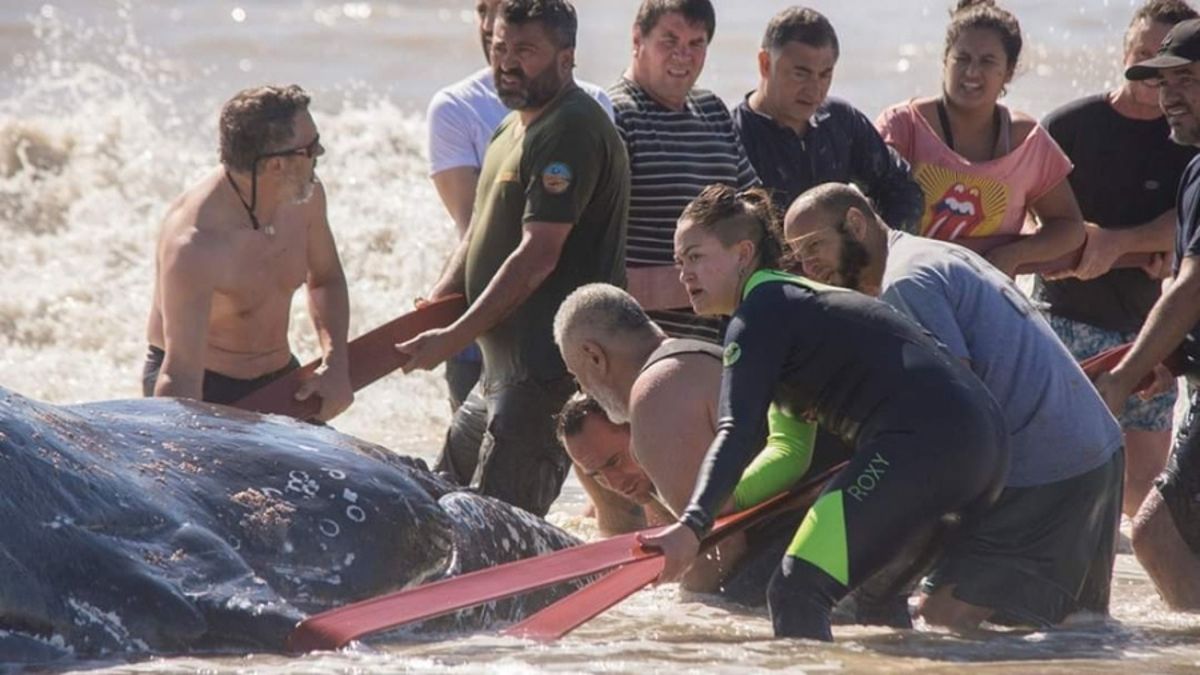 Emocionante rescate a una ballena encallada en Villa Gesell