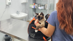el primer hospital municipal veterinario de esteban echeverria ya inauguro y recibio a cientos de mascotas