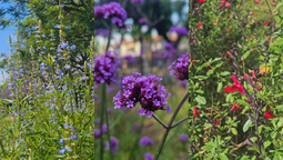 puesta en valor de la plaza de los inmigrantes de monte grande: hay 15 especies de plantas nativas