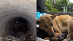 almirante brown: rescataron a una perra y a sus siete crias atrapadas en una caneria en longchamps