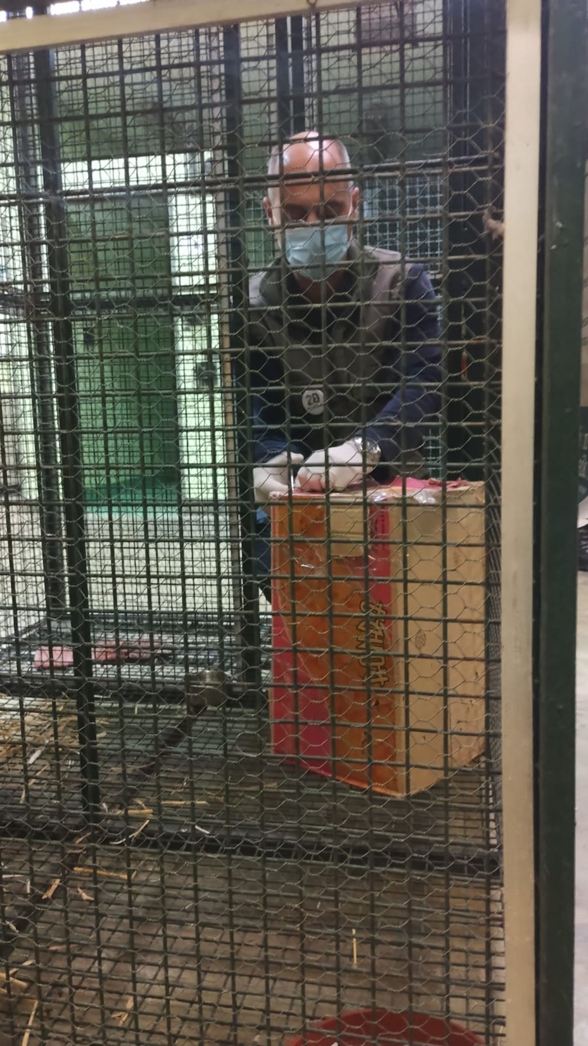 Lanús: detuvieron a un vecino que vendía monos por Facebook y los entregaba en la estación