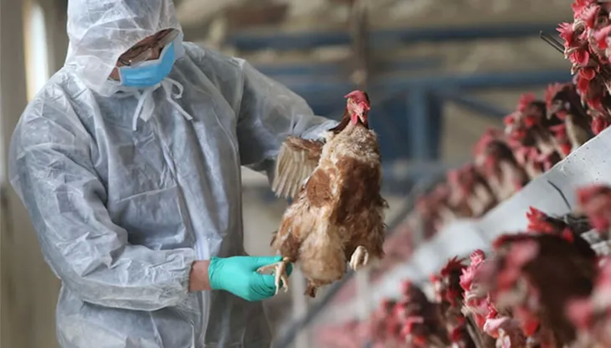 Confirman el primer caso de gripe aviar en aves de corral y crece la preocupación