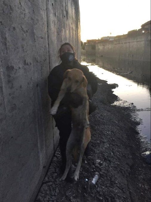 El perro rescatado en el Arroyo del Rey.
