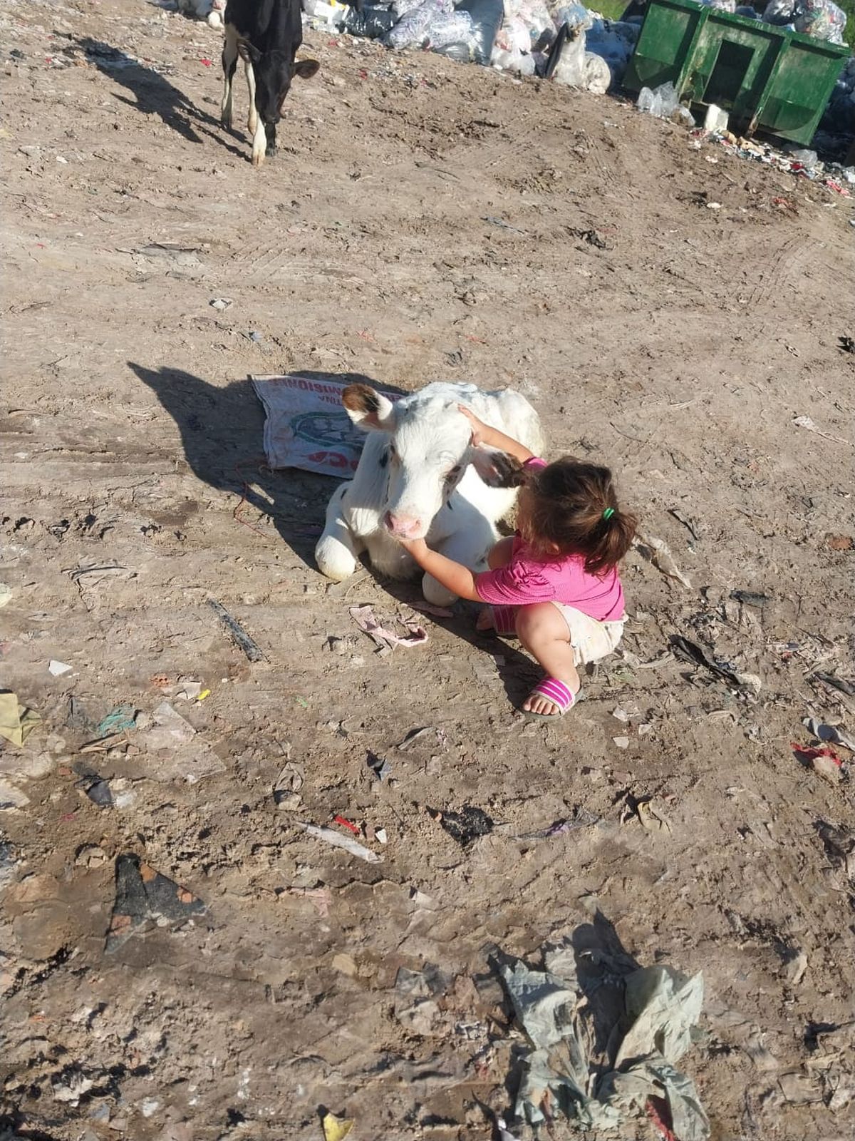 Una de las vacas que estaba en el predio de Lomas. 