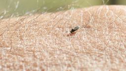 preocupacion por los barigüies en buenos aires: no es comun que aparezcan en la zona sur