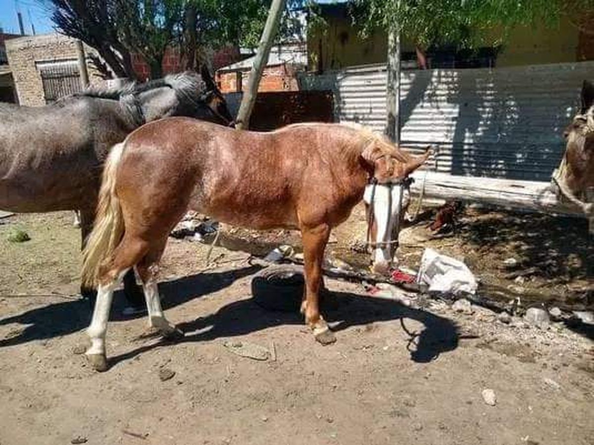 Los dueños de los caballos robados en El Zaizar denuncian que los roban para comerlos.