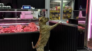 Pancho, el perro viral de San Vicente que baila cuando abre la carnicería