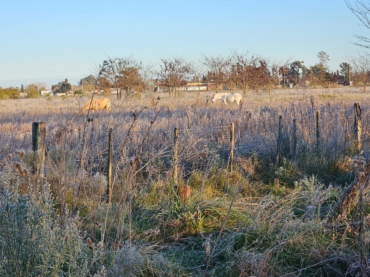 As&iacute; amanecieron los campos de San Vicente este lunes.