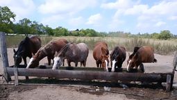 lomas: un refugio de caballos rescatados necesita donaciones para cuidarlos durante la ola de calor