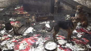 Lanús: Rescataron 42 animales que estaban hacinados en una casa
