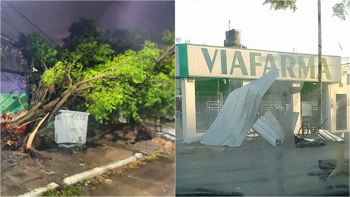 Un árbol derribado y un techo que cayó delante de una farmacia.