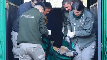 Rescataron en plena Panamericana a un ciervo que está en peligro de extinción