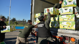 monte grande: gendarmeria incauto 444 kilos de cocaina ocultos en un cargamento de bananas