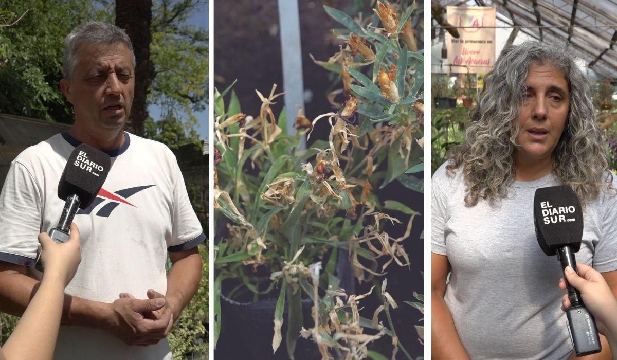 Jardinería complicada en tiempos de sequía: los viveros de la región ahora venden más cactus