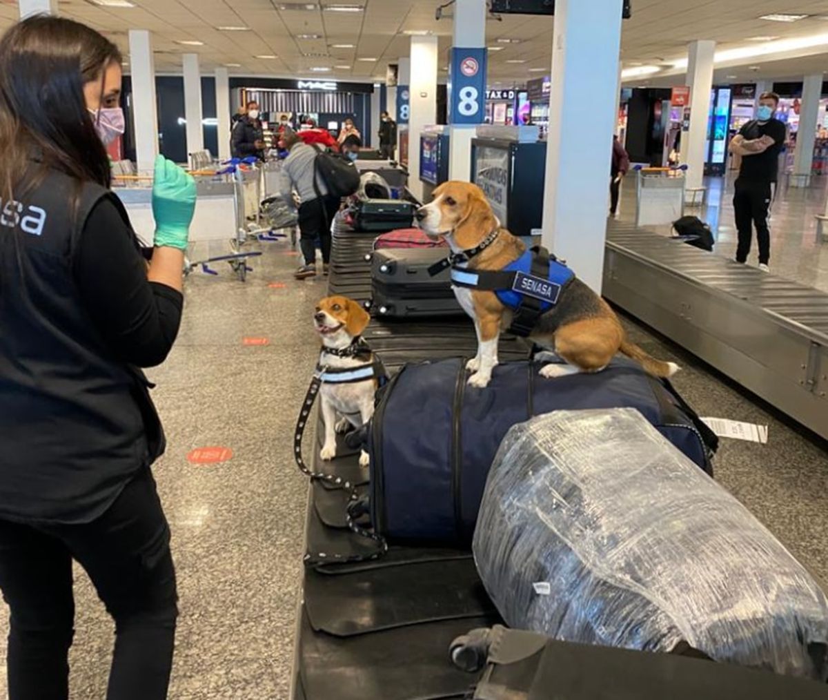 Aeropuerto de Ezeiza: la Brigada Canina y los objetos más insólitos encontrados en el 2021