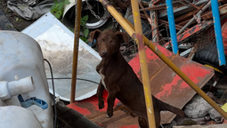 Glew: rescataron más de diez perros de la casa de un acumulador y piden ayuda